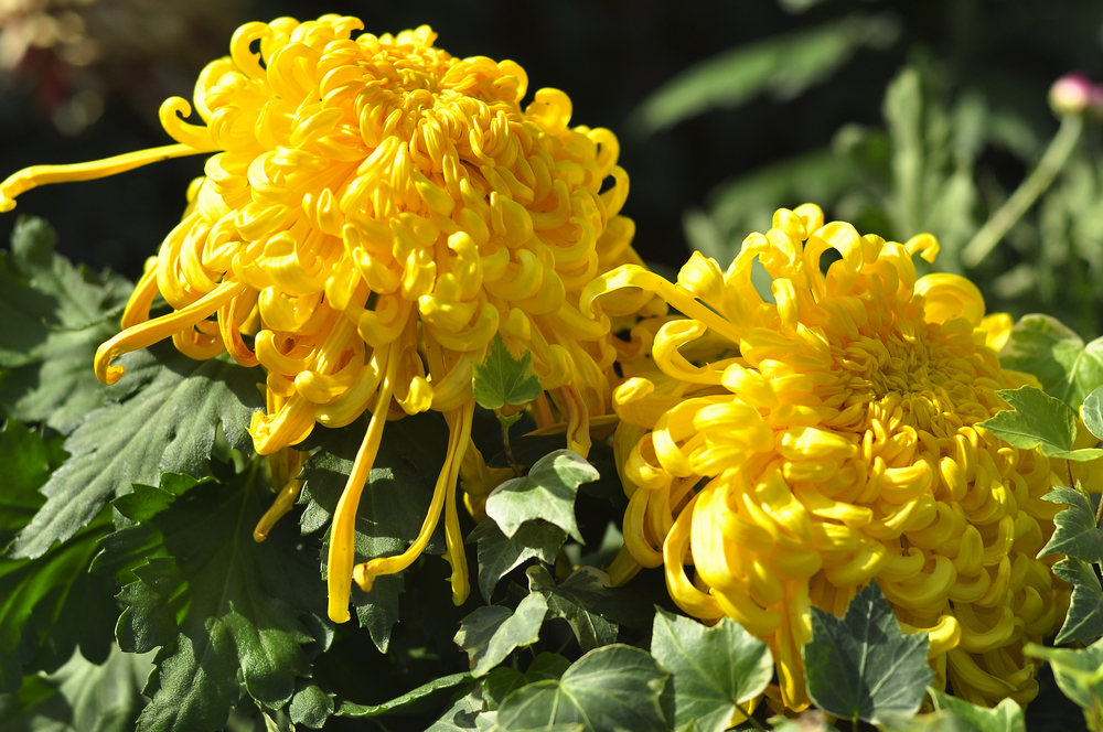 10.4园博园菊花 071.jpg