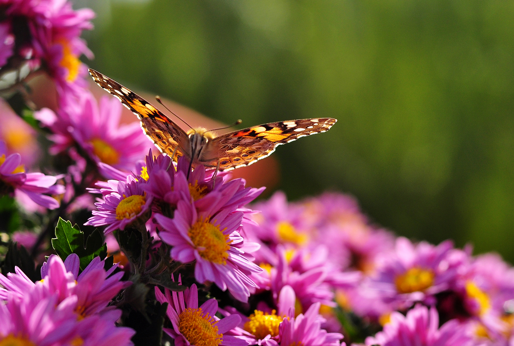 10.4园博园菊花 238.jpg