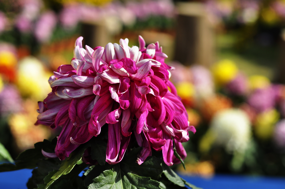 10.4园博园菊花 225.jpg