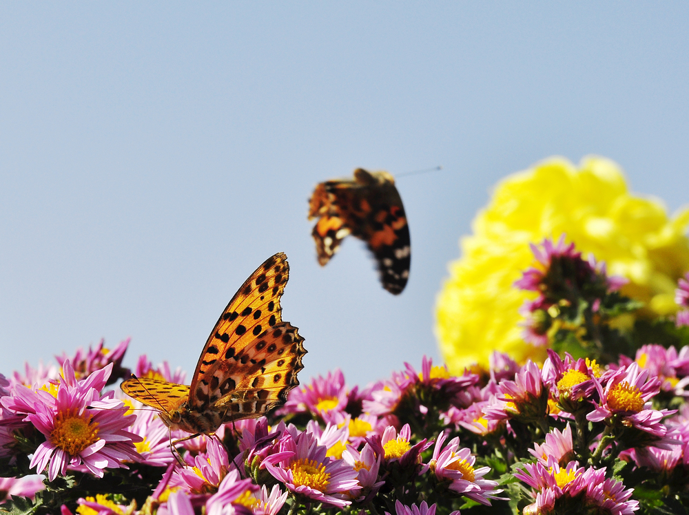 10.4园博园菊花 213.jpg