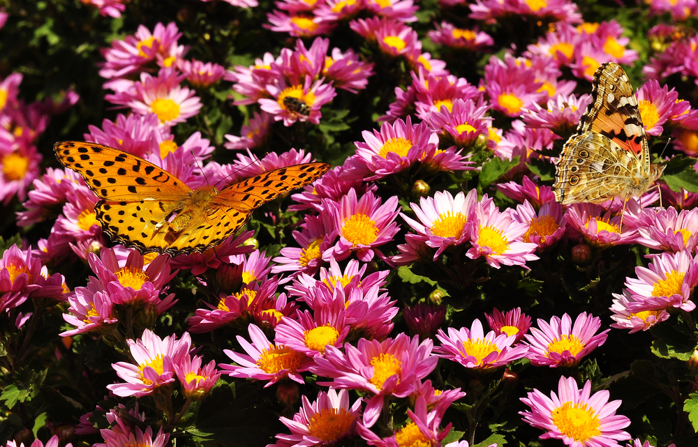 10.4园博园菊花 209.jpg