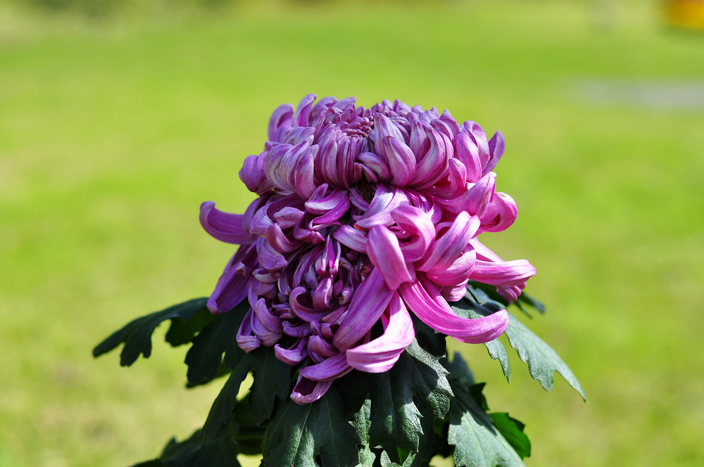 10.4园博园菊花 151.jpg