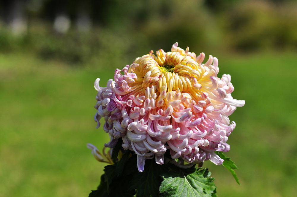 10.4园博园菊花 149.jpg