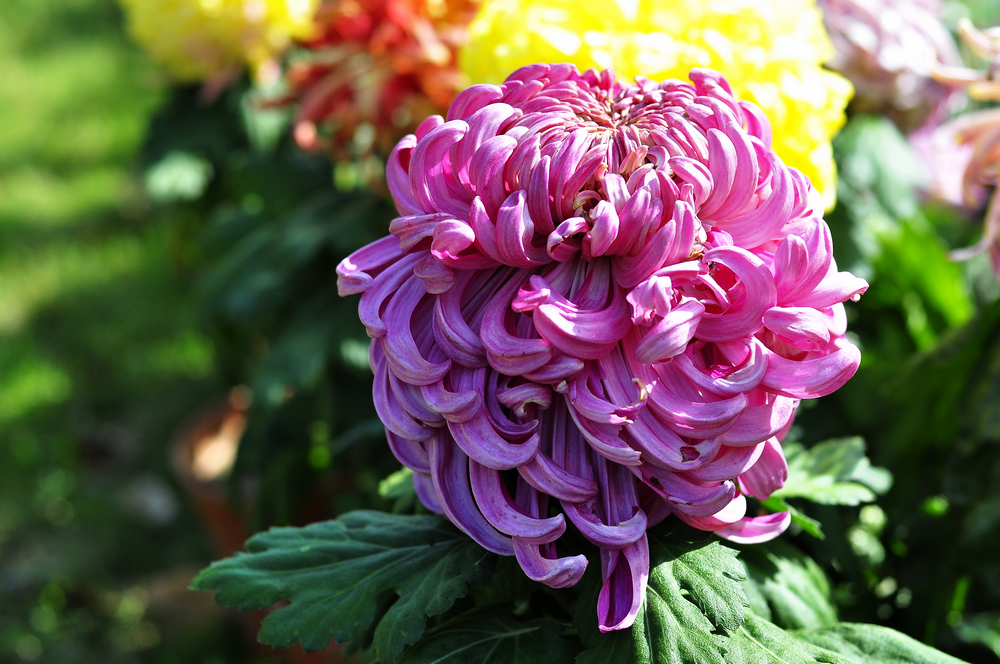 10.4园博园菊花 146.jpg