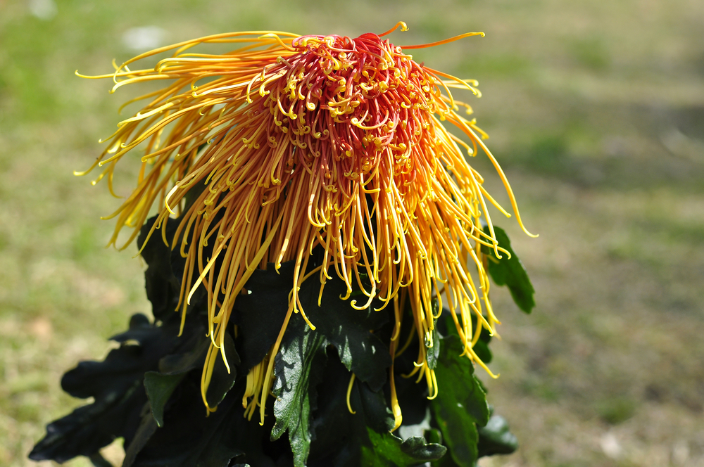 10.4园博园菊花 142.jpg