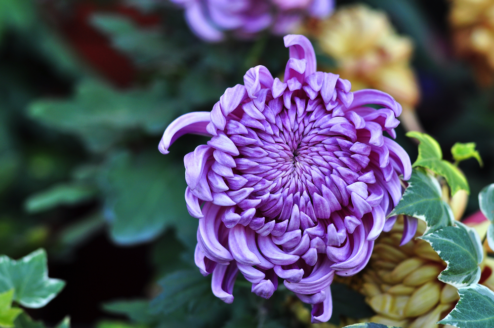 10.4园博园菊花 075.jpg