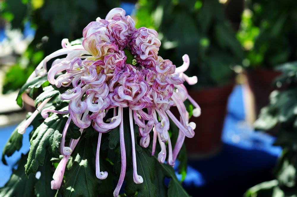 10.4园博园菊花 085.jpg