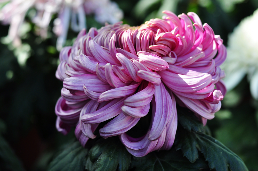 10.4园博园菊花 087.jpg