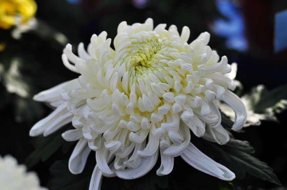 10.4园博园菊花 090.jpg