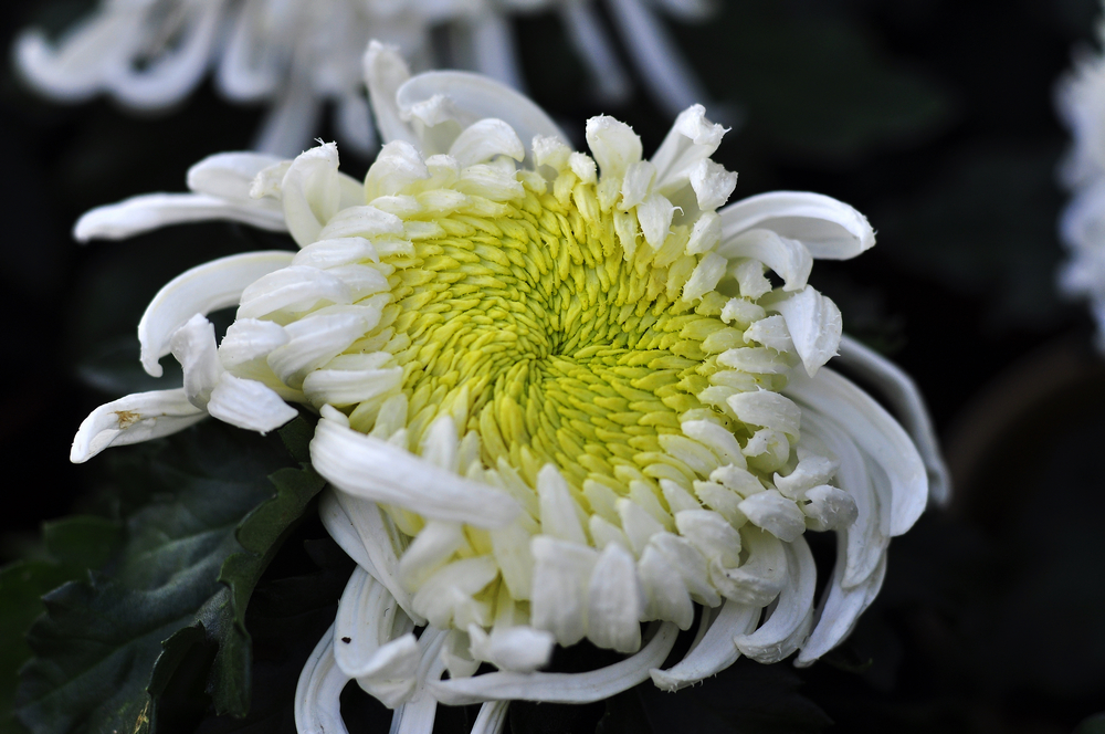 10.4园博园菊花 092.jpg