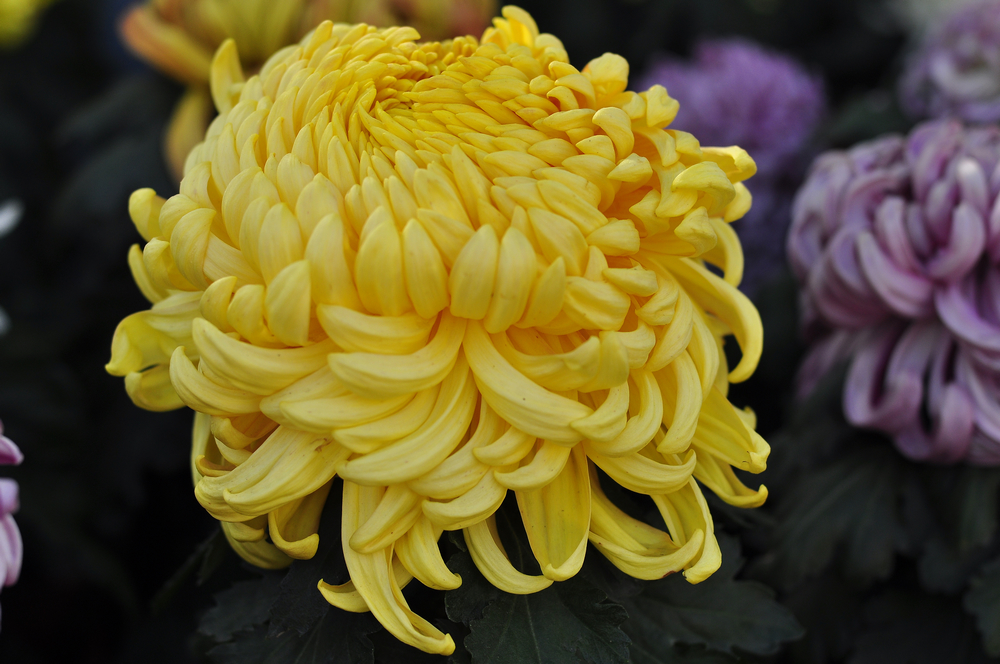 10.4园博园菊花 095.jpg