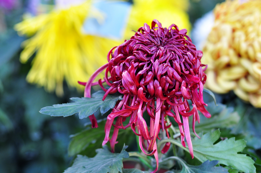 10.4园博园菊花 096.jpg