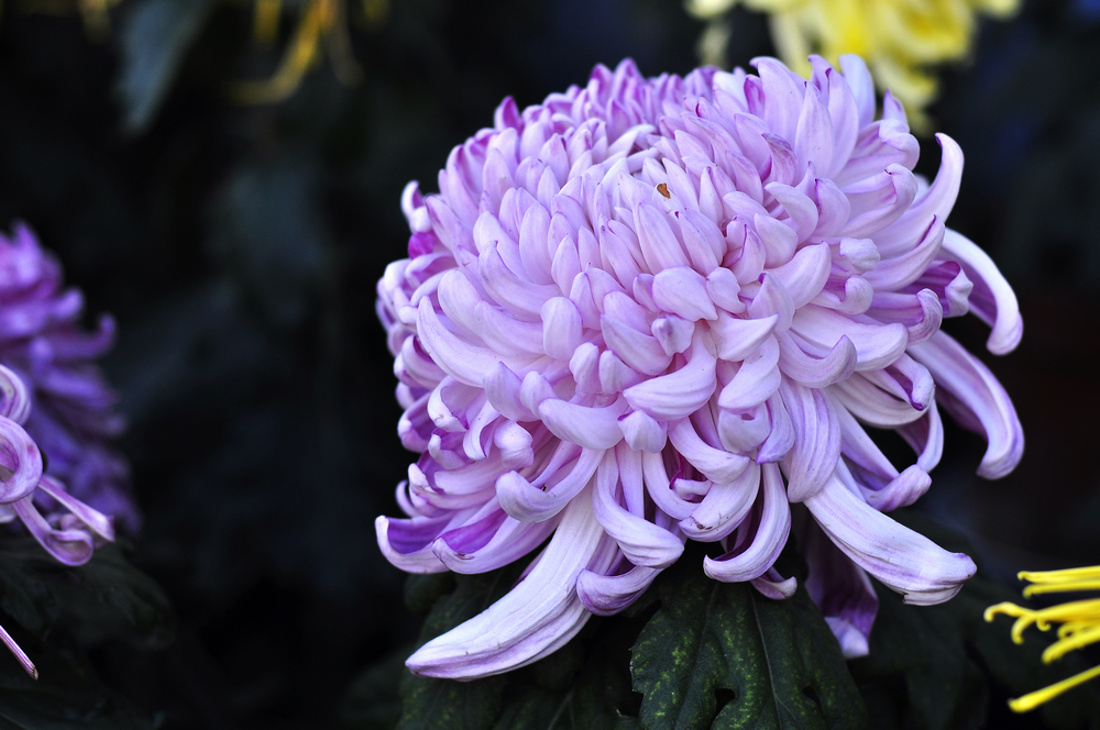 10.4园博园菊花 098.jpg