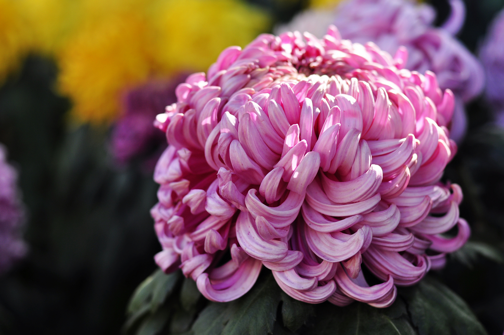 10.4园博园菊花 107.jpg