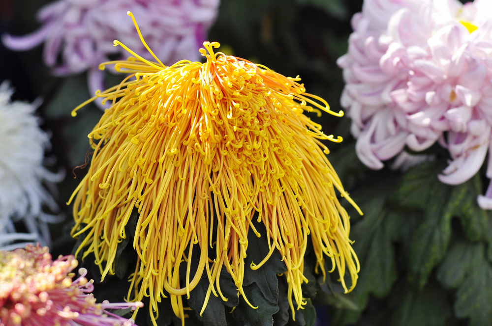 10.4园博园菊花 113.jpg