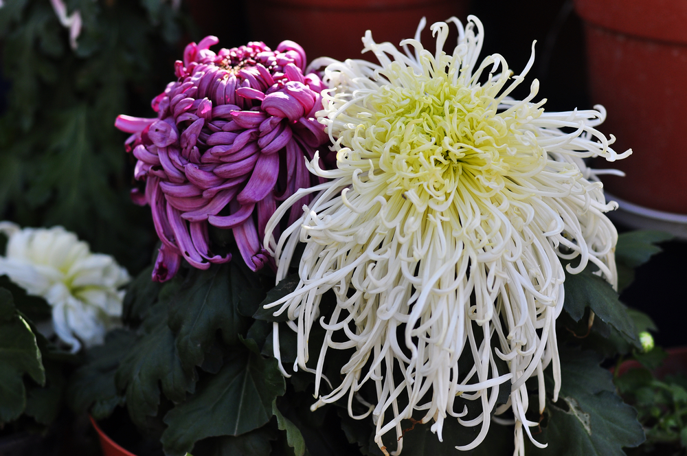 10.4园博园菊花 118.jpg