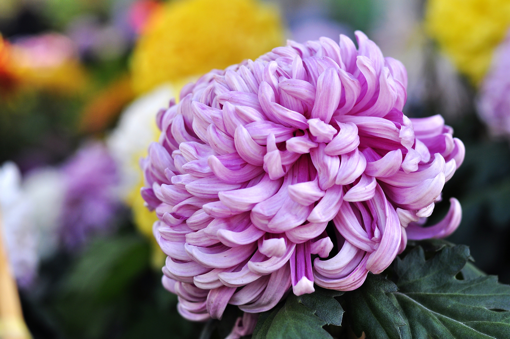 10.4园博园菊花 119.jpg