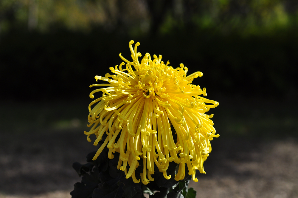 10.4园博园菊花 134.jpg