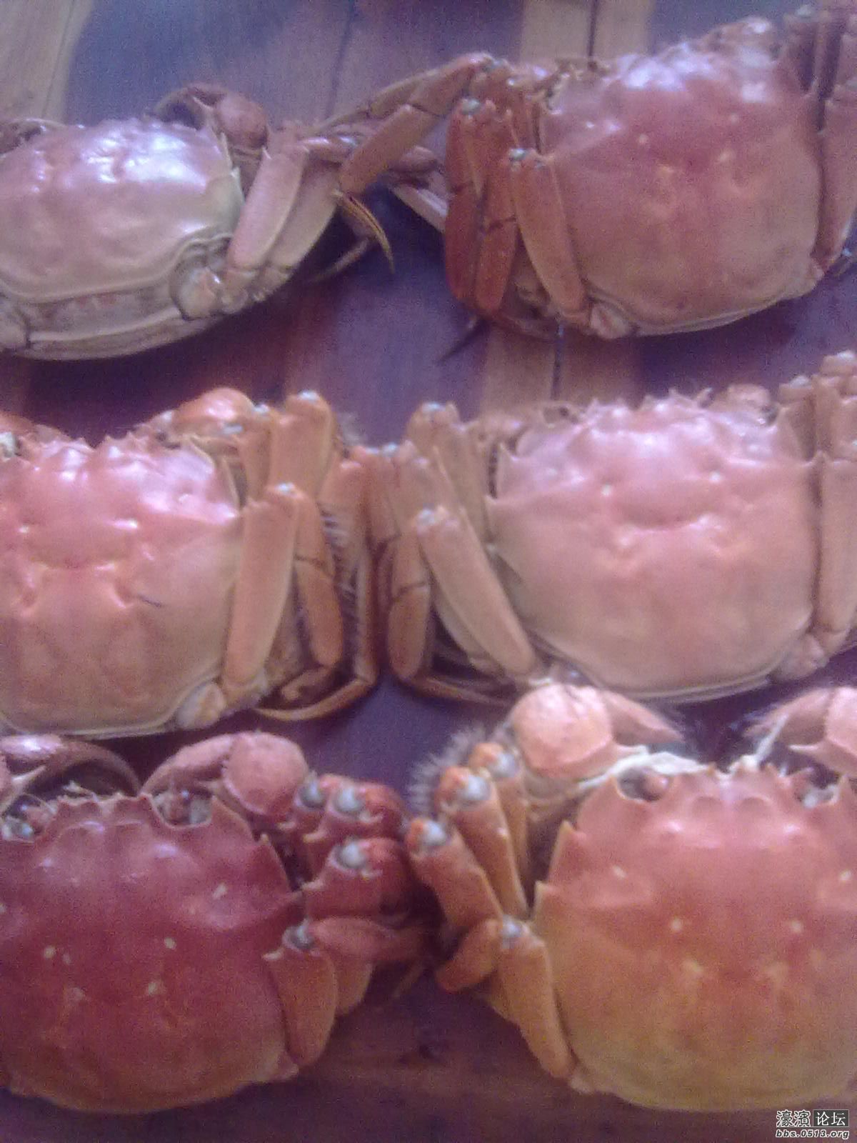 螃蟹螃蟹，我最爱，三公三母，全包了~~