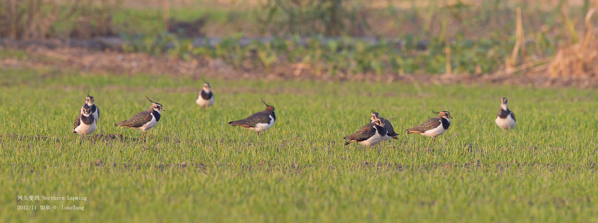 凤头麦鸡 Northern Lapwing.jpg