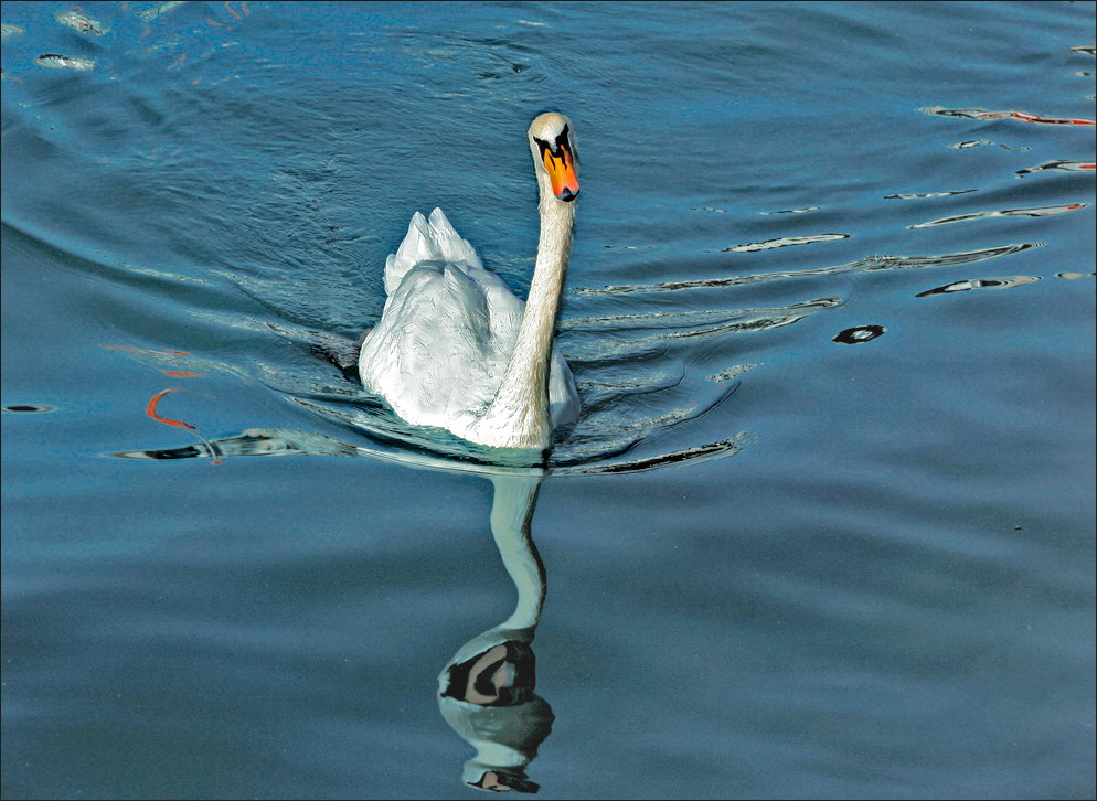 琉森湖里的天鹅