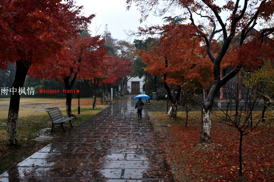20121125枫雨情04.jpg
