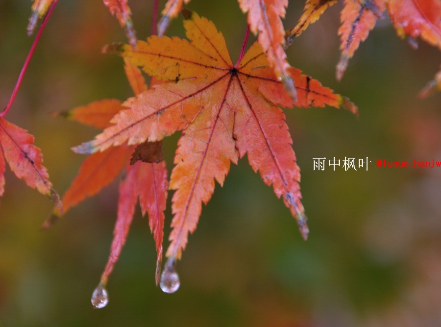20121125枫雨情15.jpg