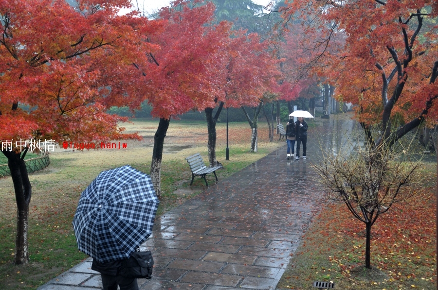 20121125枫雨情19.jpg