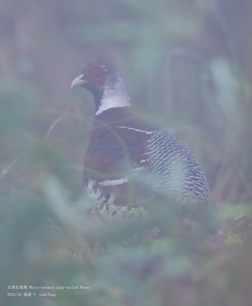 白颈长尾雉 White-necked Long-tailed Pheas-2-1.jpg