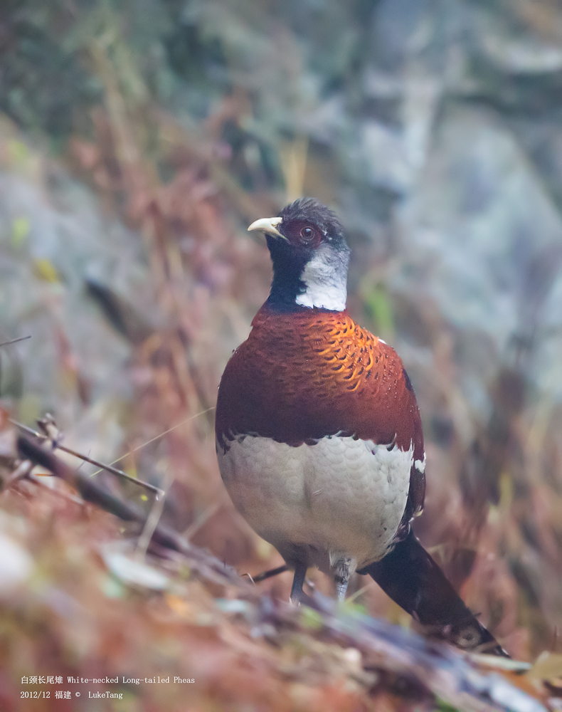 白颈长尾雉 White-necked Long-tailed Pheas-1.jpg