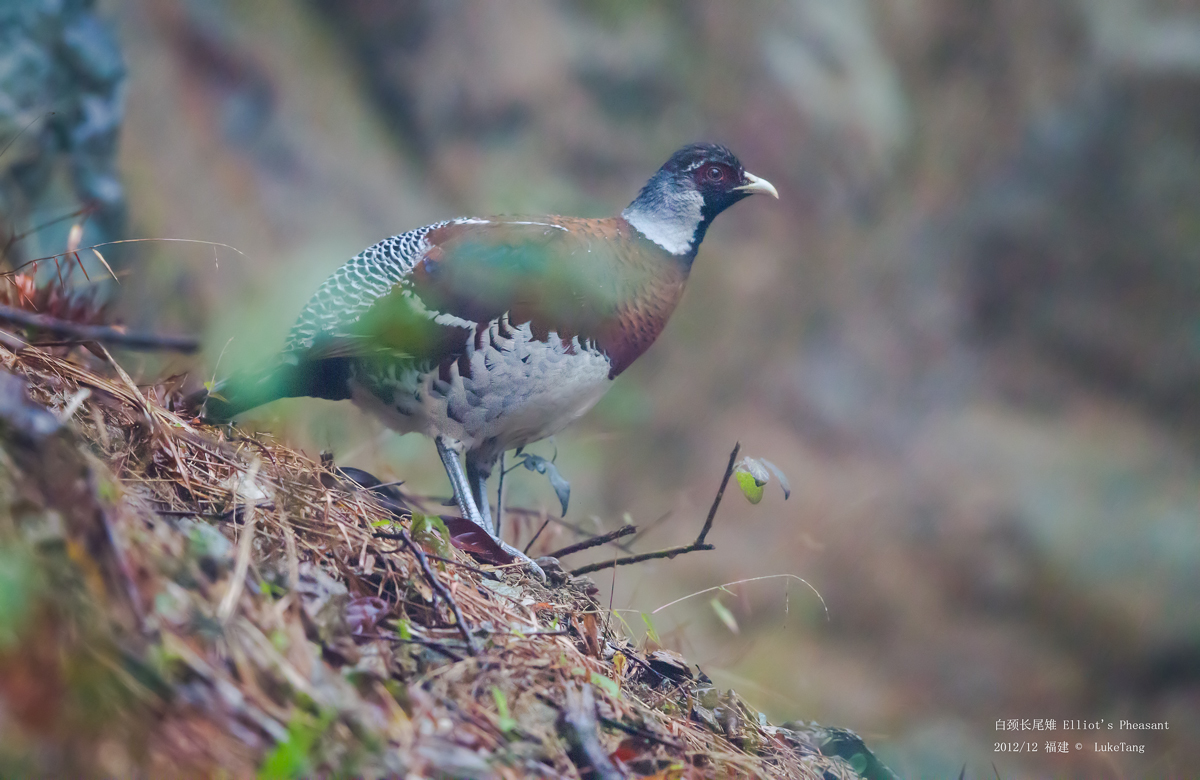 白颈长尾雉 Elliot\'s Pheasant-3.jpg