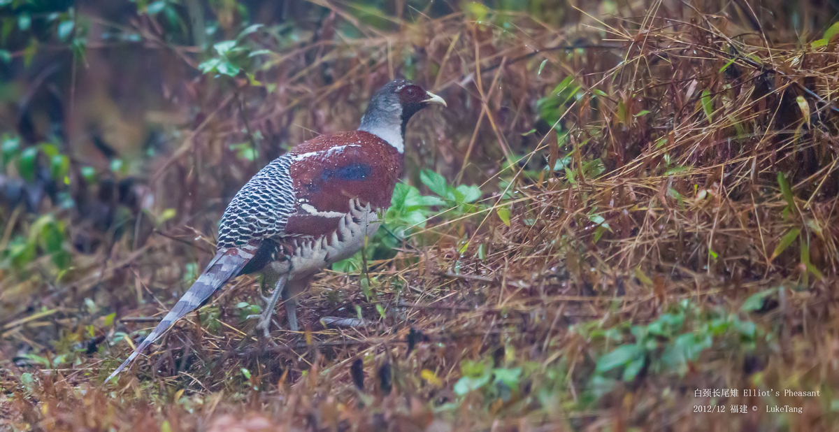 白颈长尾雉 Elliot\'s Pheasant-5.jpg