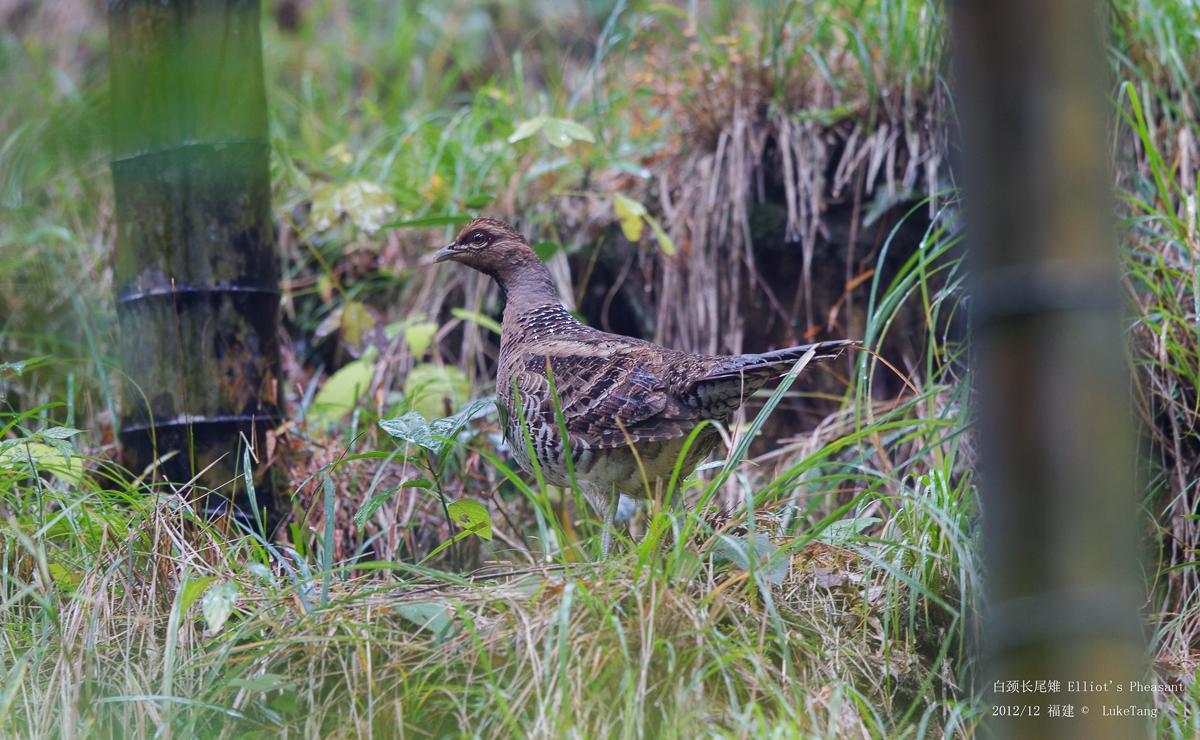 白颈长尾雉 Elliot\'s Pheasant-6.jpg