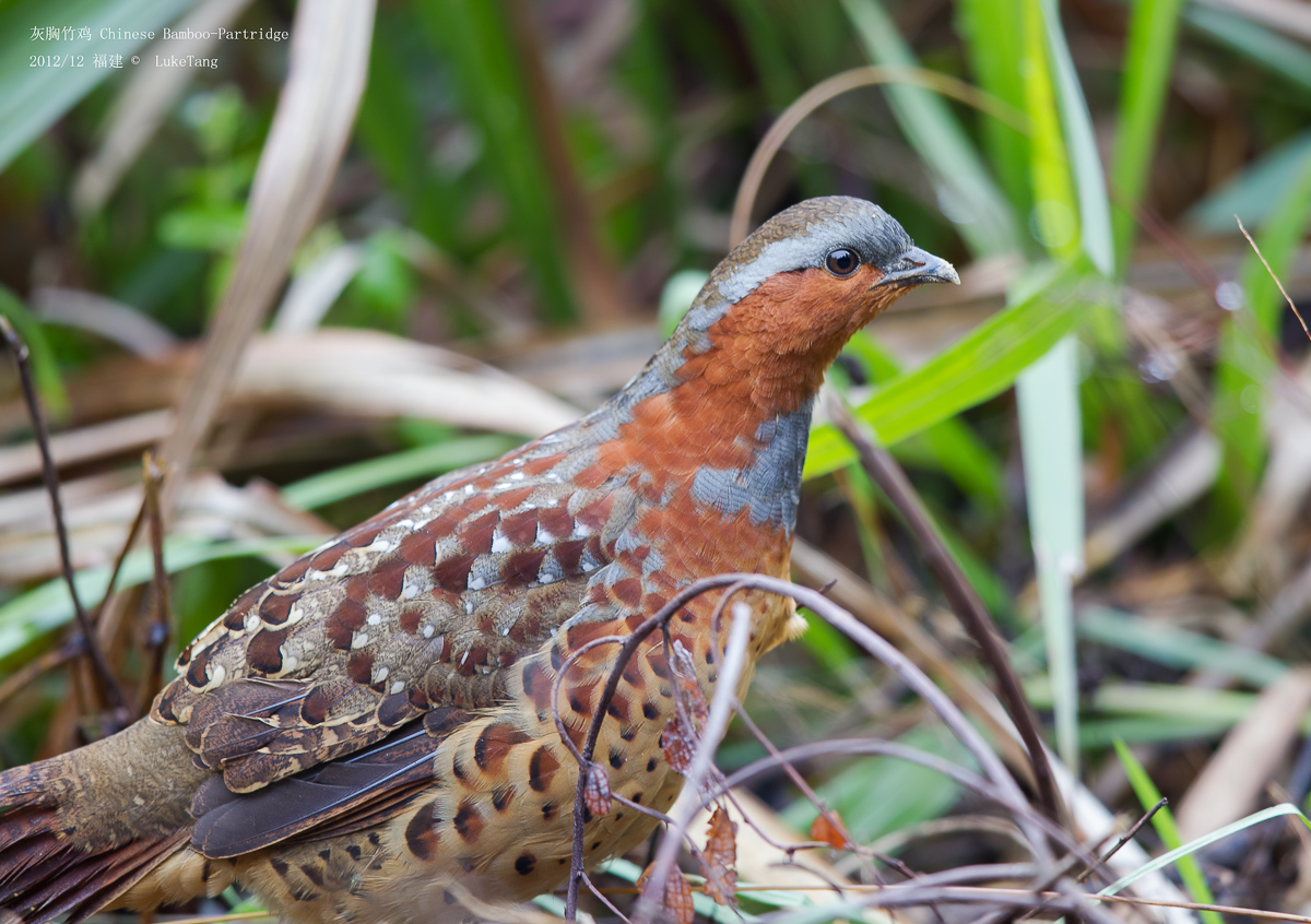 灰胸竹鸡 Chinese Bamboo-Partridge.jpg