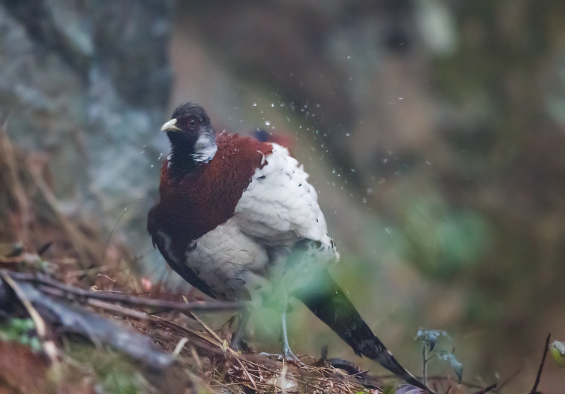 白颈长尾雉 Elliot\'s Pheasant-9.jpg