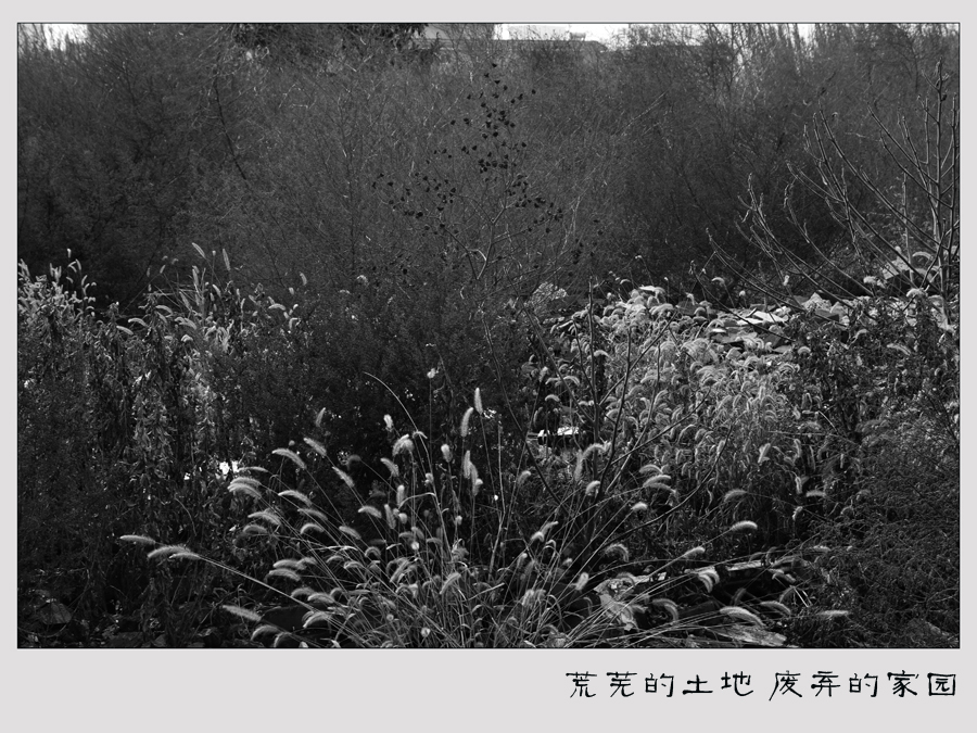 荒芜的土地 废弃的家园..jpg