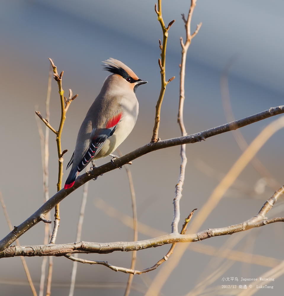 小太平鸟 Japanese Waxwing.jpg