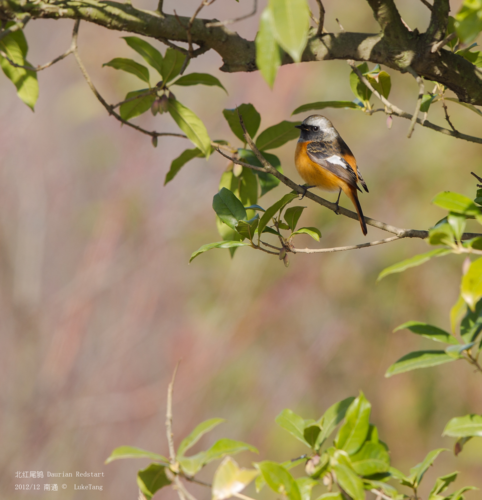 北红尾鸲 Daurian Redstart.jpg