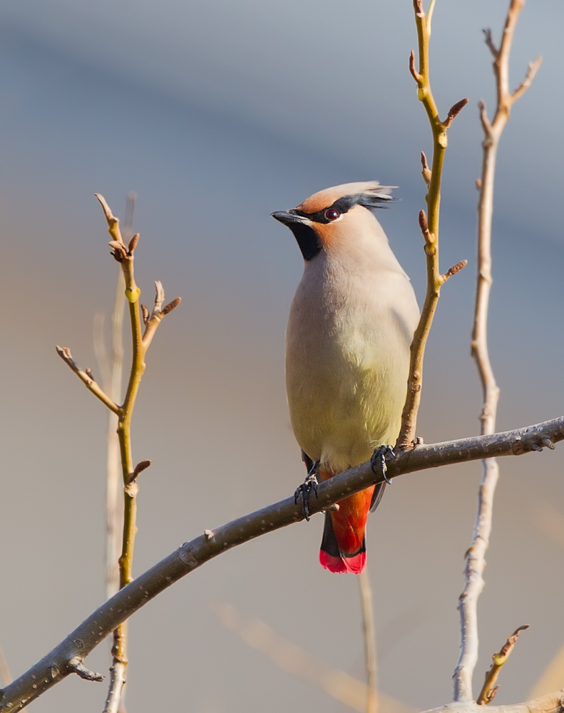 小太平鸟 Japanese Waxwing-1.jpg