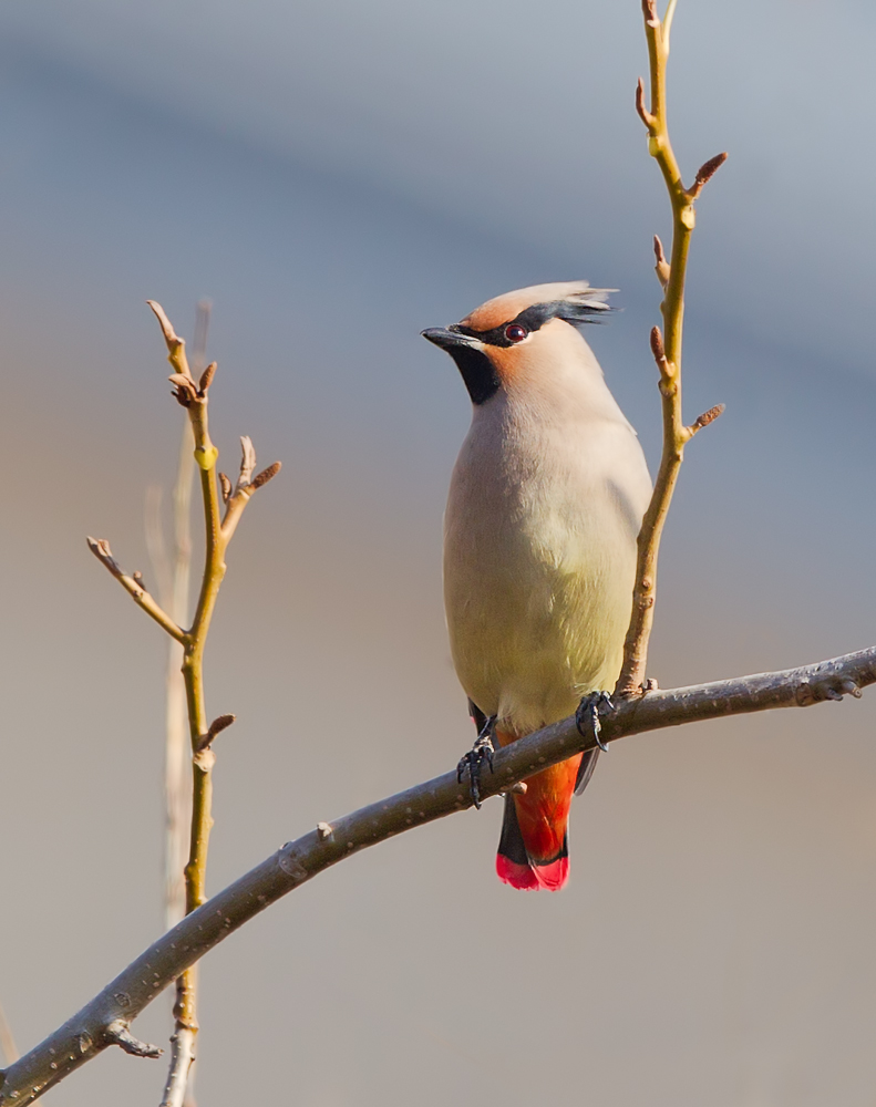 小太平鸟 Japanese Waxwing-2.jpg