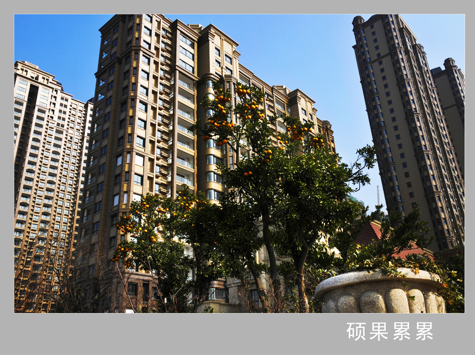 硕果累累   钱伟章摄副本.jpg