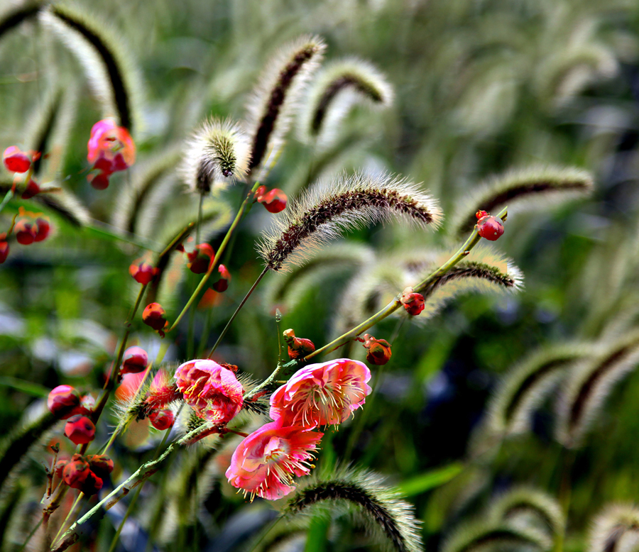 复件 IMG_0460_2.jpg