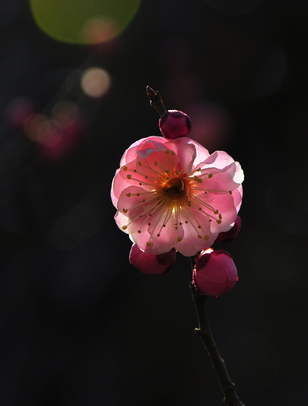 nik照片 061 - 副本.jpg