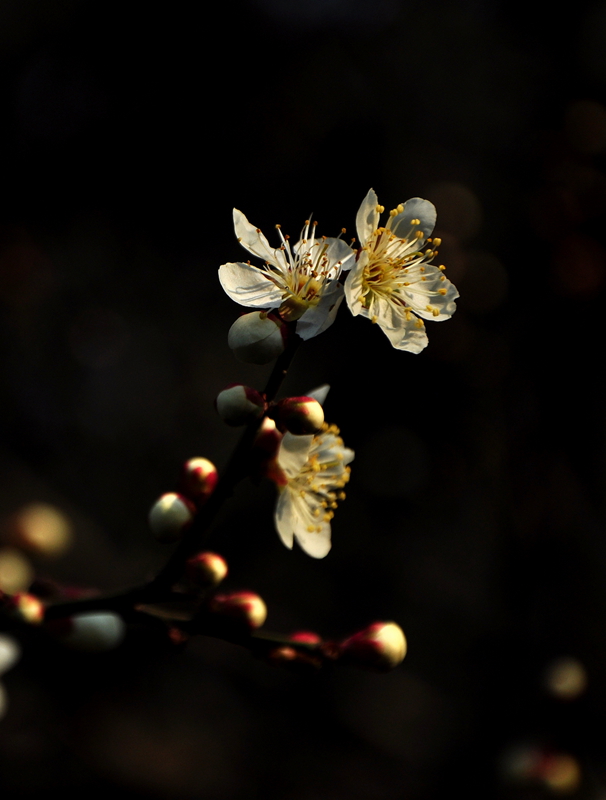 nik照片 194 - 副本.jpg