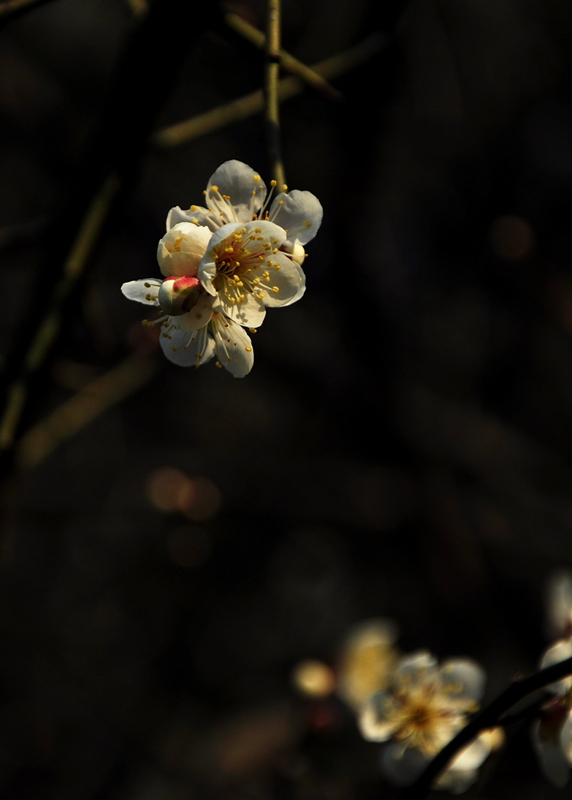 nik照片 195 - 副本.jpg