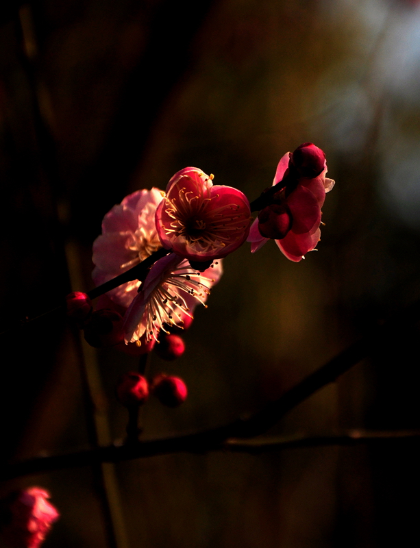 nik照片 198 - 副本.jpg