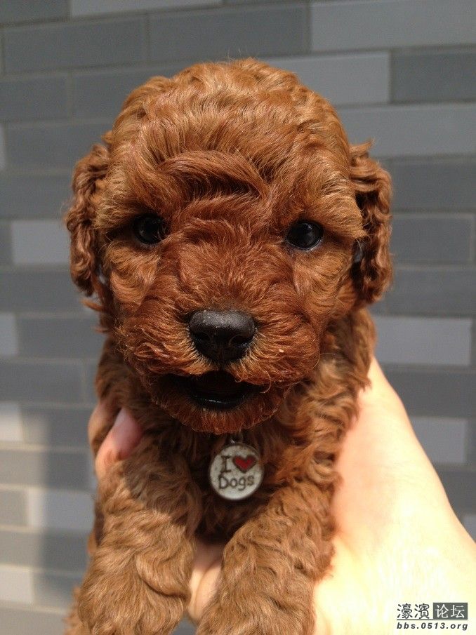 这个是老大，仔仔，是个调皮的公狗狗