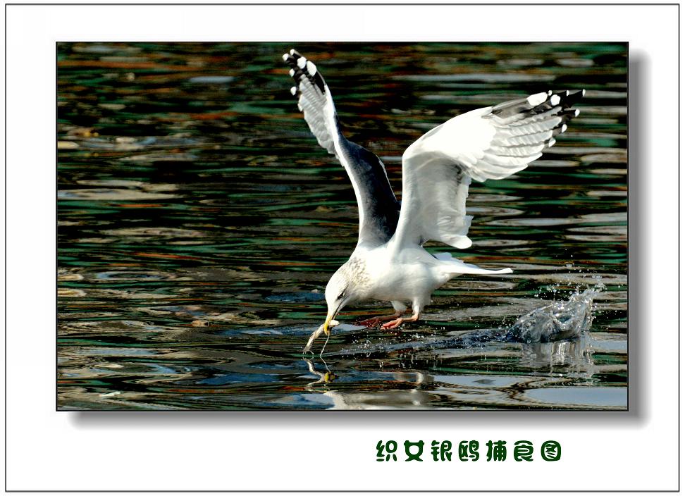 织女银鸥捕食图.jpg