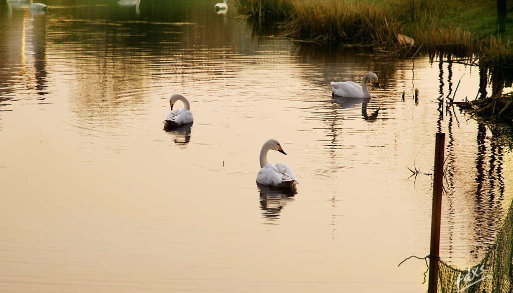 金色天鹅湖-5x.jpg
