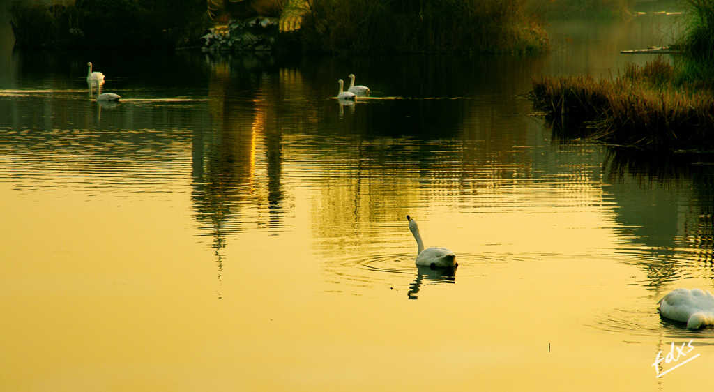 金色天鹅湖-6x.jpg